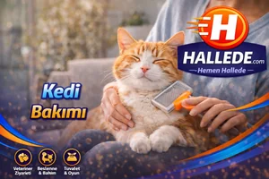 Kedi Bakımı