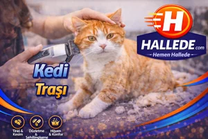Kedi Traşı
